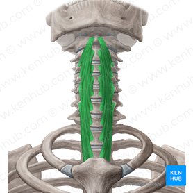 Longus colli muscle (Musculus longus colli); Image: Yousun Koh