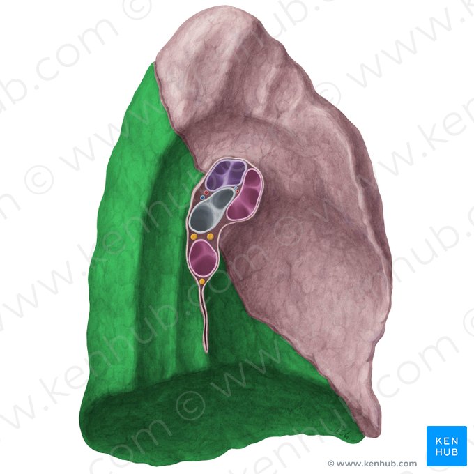 Inferior lobe of left lung (Lobus inferior pulmonis sinistri); Image: Yousun Koh