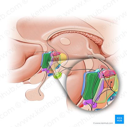 Noyau pré-optique médial (Nucleus preopticus medialis); Image : Paul Kim