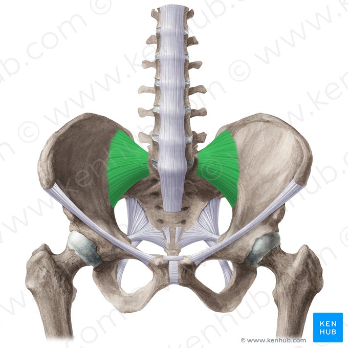 Anterior sacroiliac ligament (Ligamentum sacroiliacum anterius); Image: Liene Znotina