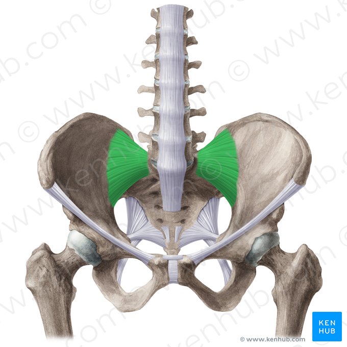 Ligament sacro-iliaque antérieur (Ligamentum sacroiliacum anterius); Image : Liene Znotina