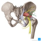 Inferior gluteal nerve