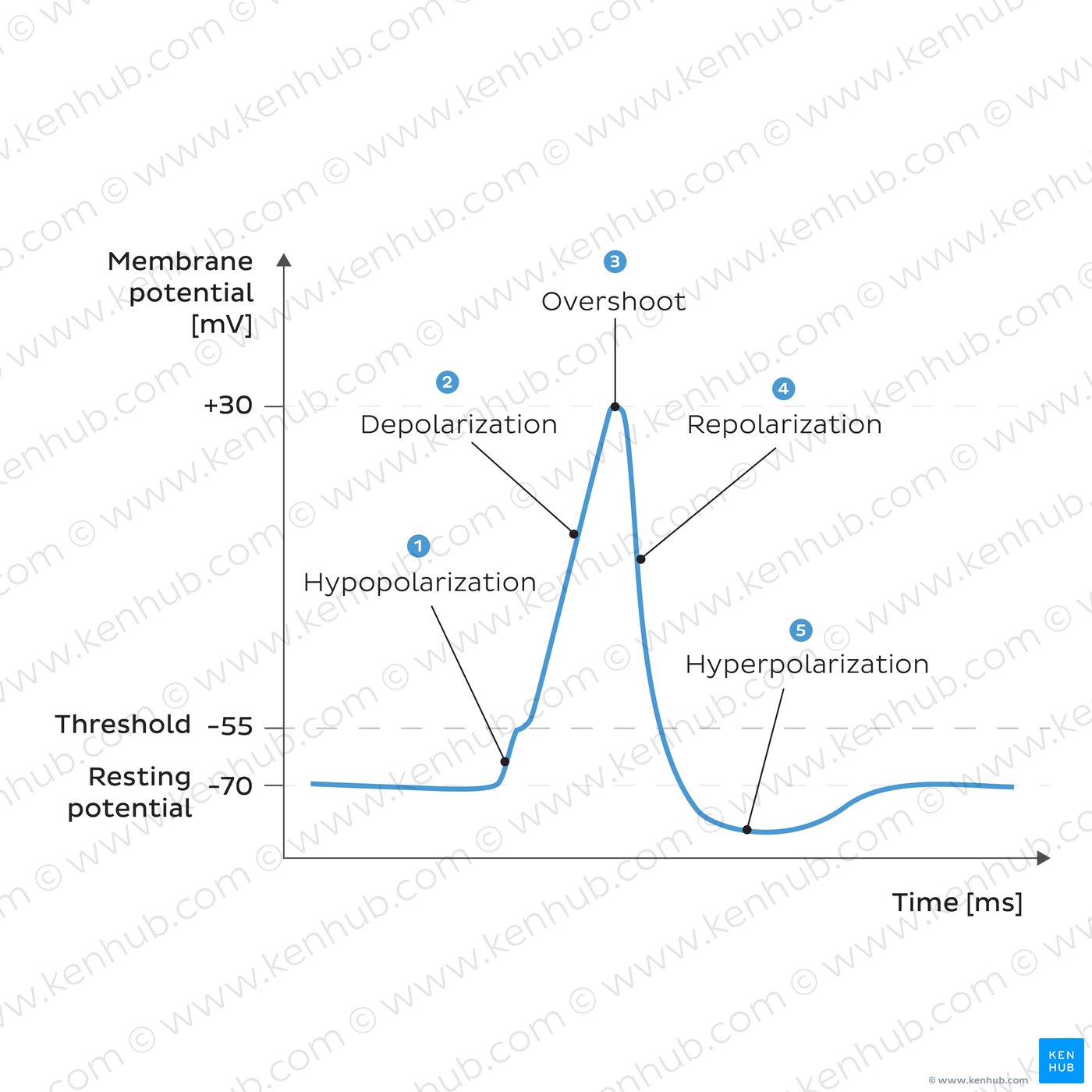 A curve showing generation of an action potential.