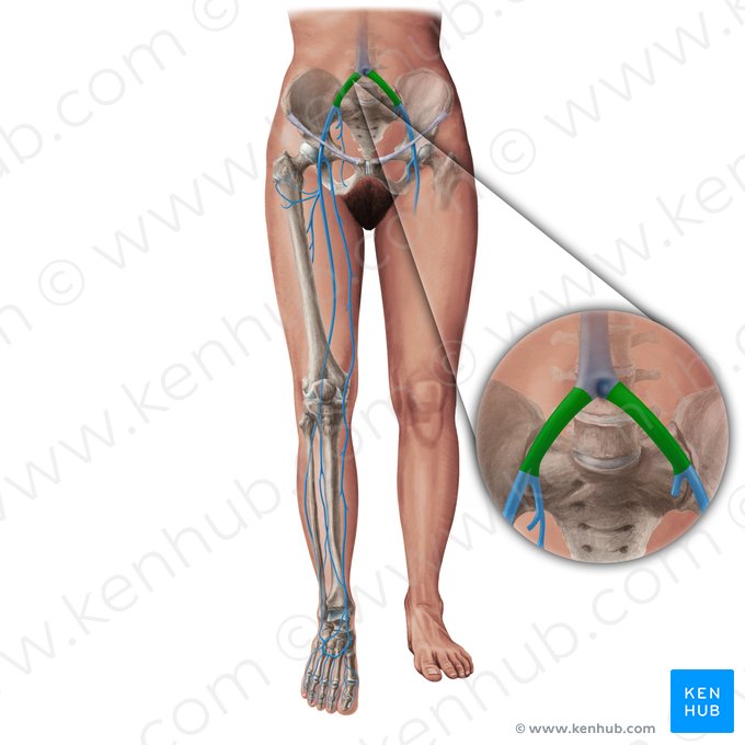 Common iliac vein (Vena iliaca communis); Image: Paul Kim