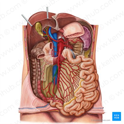 Arteria ileocolica (Krummdarm-Dickdarm-Arterie); Bild: Irina Münstermann