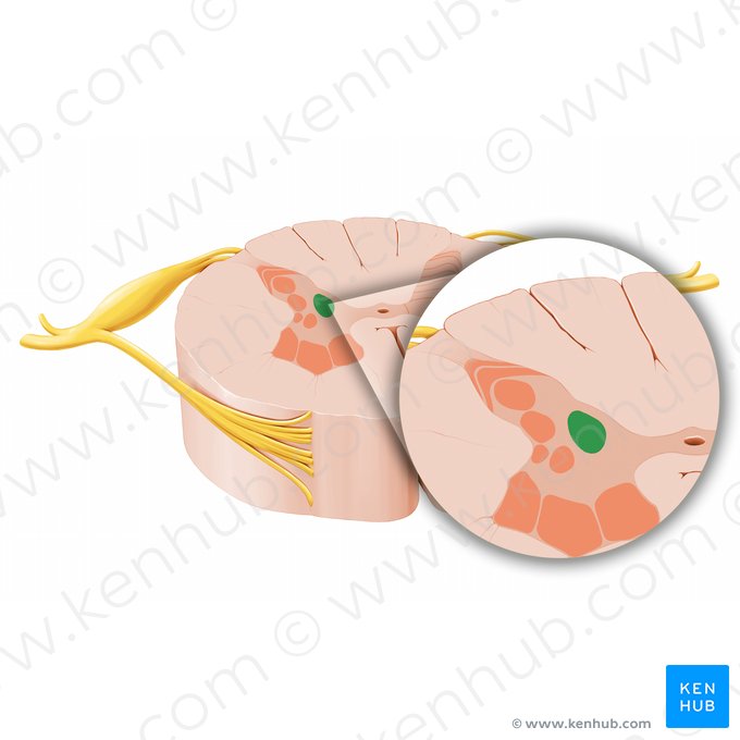 Núcleo torácico posterior (Nucleus thoracicus posterior); Imagen: Paul Kim