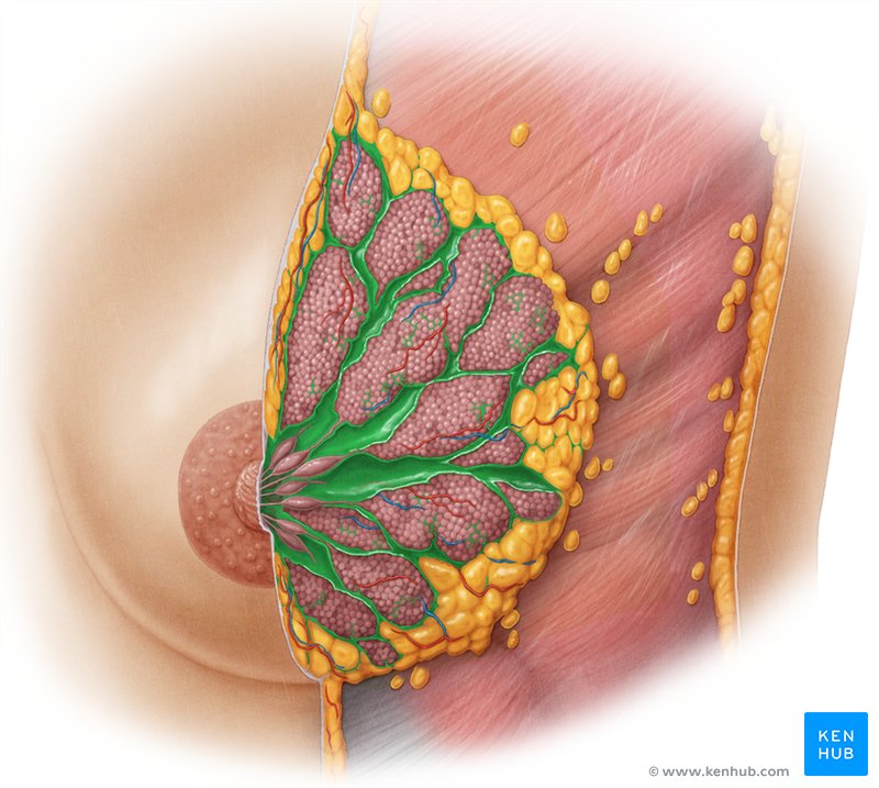 Breast, Lactating - Gross Anatomy Flashcards