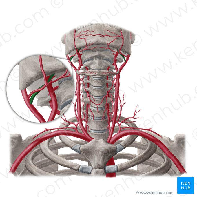 Arteria lingualis (Zungenarterie); Bild: Yousun Koh