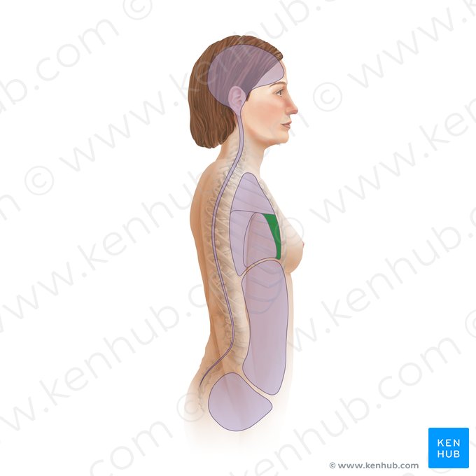 Mediastino anterior (Mediastinum anterius); Imagem: Paul Kim