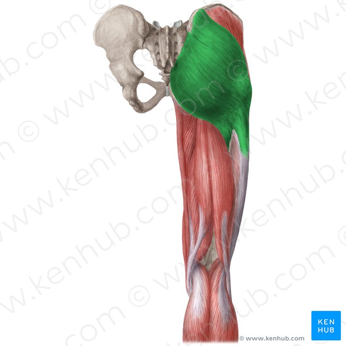 Músculo glúteo máximo (Musculus gluteus maximus); Imagem: Liene Znotina