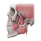 Maxillary artery