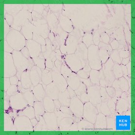 Types of tissue: Structure and function | Kenhub