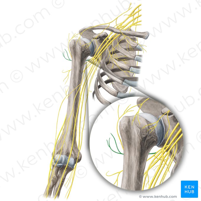 Ramo anterior do nervo axilar (Ramus anterior nervi axillaris); Imagem: Yousun Koh