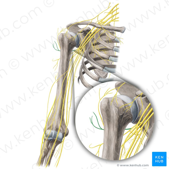 Rameau antérieur du nerf axillaire (Ramus anterior nervi axillaris); Image : Yousun Koh
