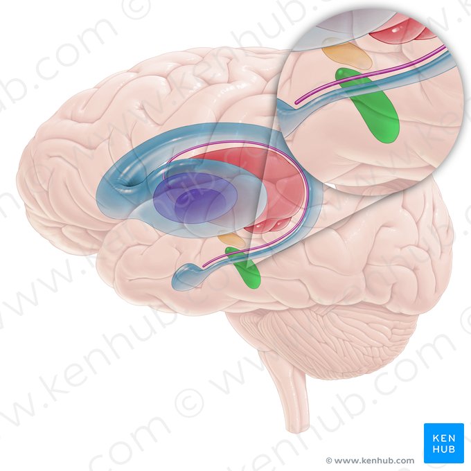 Substantia nigra (Schwarze Substanz); Bild: Paul Kim