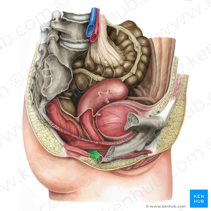 Corpo perineal (Corpus perineale); Imagem: Irina Münstermann