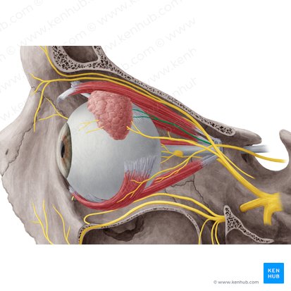 Ramo superior do nervo oculomotor (Ramus superior nervi oculomotorii); Imagem: Yousun Koh