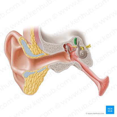 Canalis semicircularis anterior (Vorderer Bogengang des knöchernen Labyrinths); Bild: Paul Kim