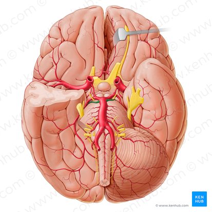 Artéria cerebelar superior (Arteria superior cerebelli); Imagem: Paul Kim