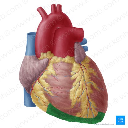 Cara diafragmática del corazón (Facies inferior cordis); Imagen: Yousun Koh