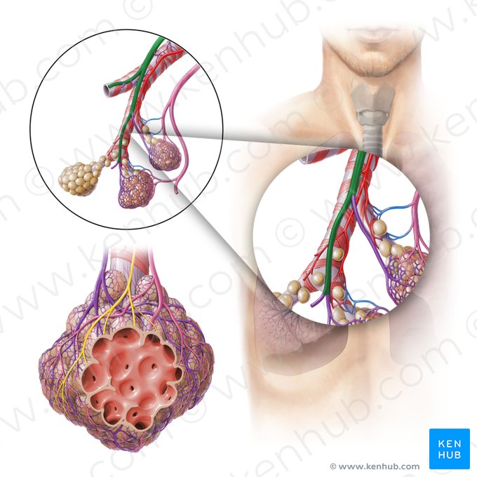 Arteria pulmonalis (Lungenarterie); Bild: Paul Kim