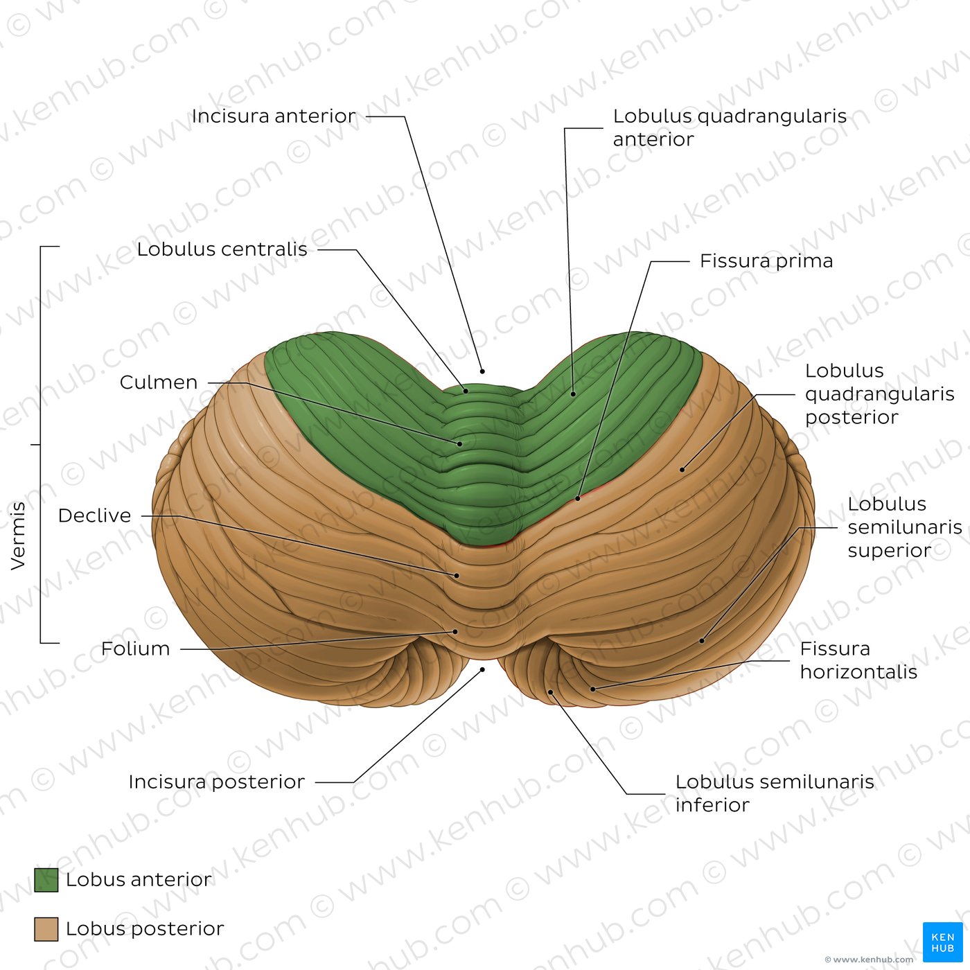 Cerebellum
