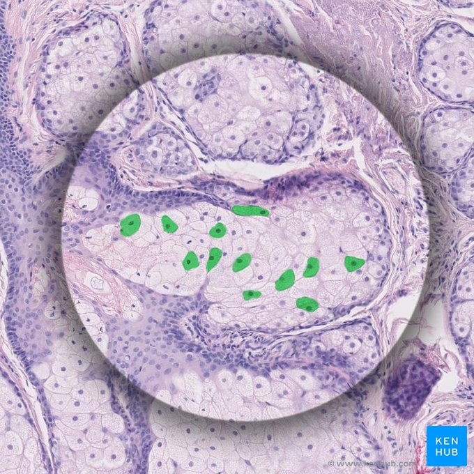 Exocrinocytus sebaceus (Talgdrüsenzelle); Bild: 