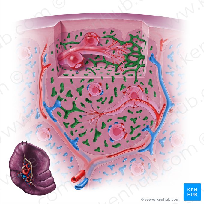 Sinusoides esplénicos (Vas sinusoideum splenicum); Imagen: Paul Kim