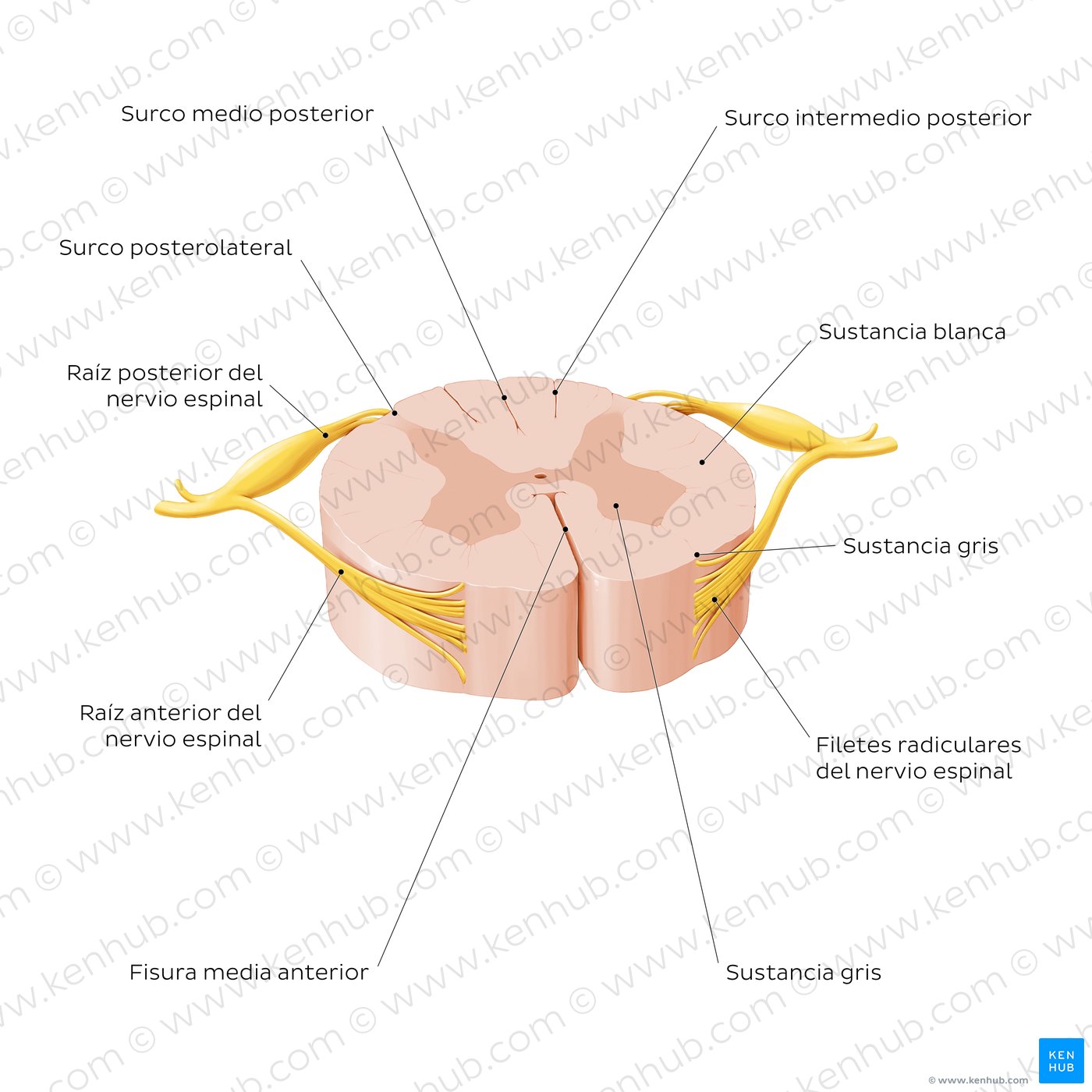 Corte transversal de la médula espinal (Estructura externa)