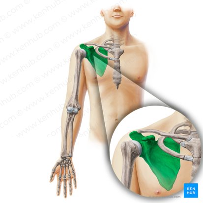 Escápula (Scapula); Imagen: Paul Kim