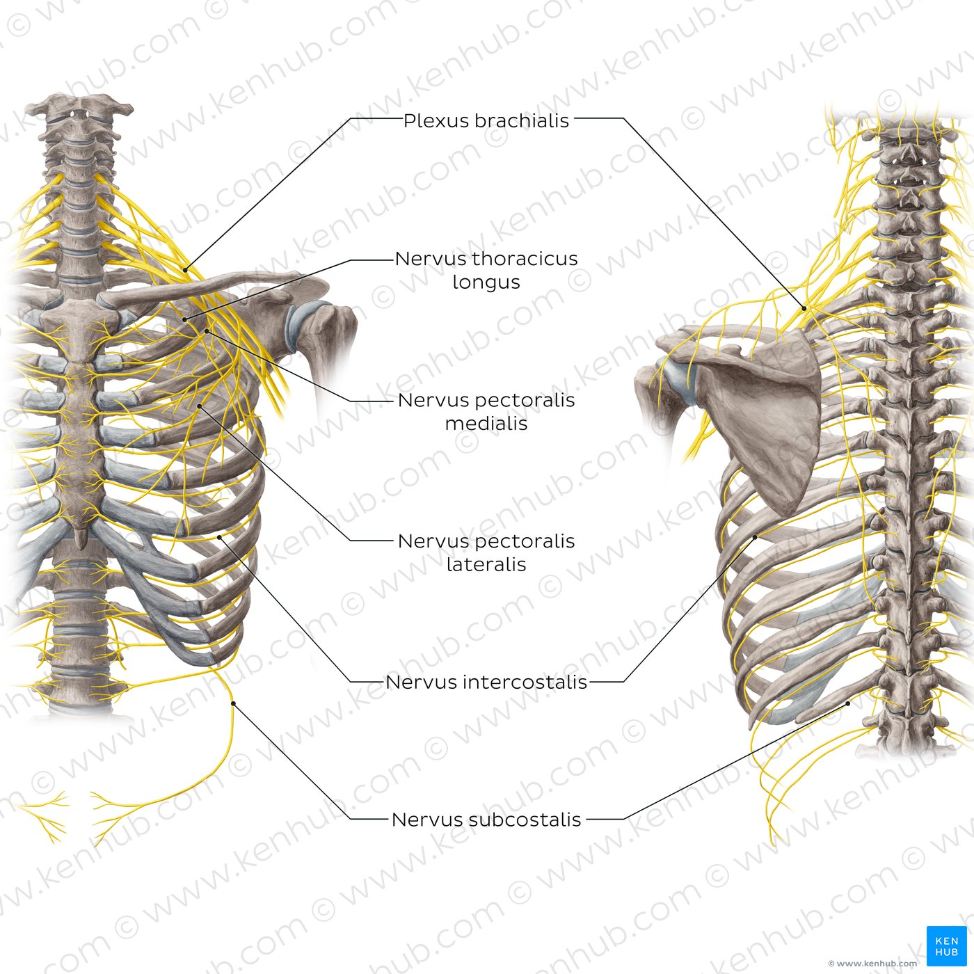 Nervus thoracicus longus Anatomie und Funktion Kenhub