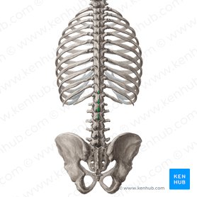Spinous processes of vertebrae T11-L2 (Processus spinosi vertebrarum T11-L2); Image: Yousun Koh