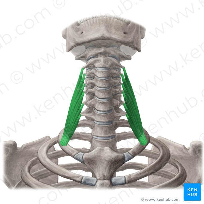 Músculo escaleno médio (Musculus scalenus medius); Imagem: Yousun Koh