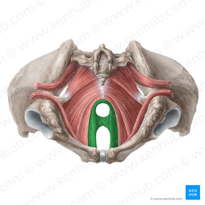 Músculo puborretal (Musculus puborectalis); Imagem: Liene Znotina