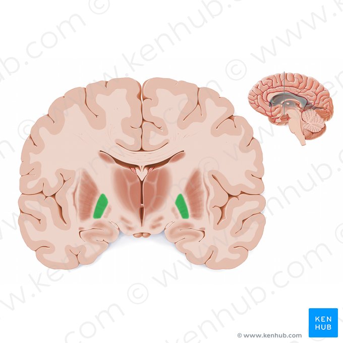 Lateral segment of globus pallidus (Globus pallidus lateralis); Image: Paul Kim