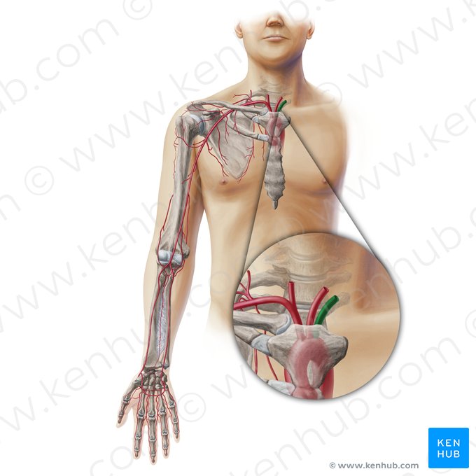 Artéria subclávia esquerda (Arteria subclavia sinistra); Imagem: Paul Kim
