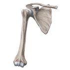 Humerus and scapula