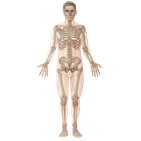 Human anatomy