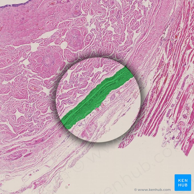 Túnica albugínea del cuerpo esponjoso; Imagen: 