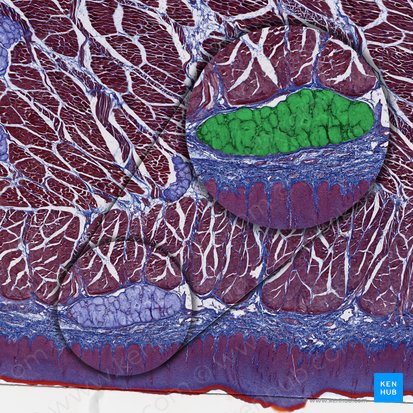 Lingual gland (Glandula lingualis); Image: 