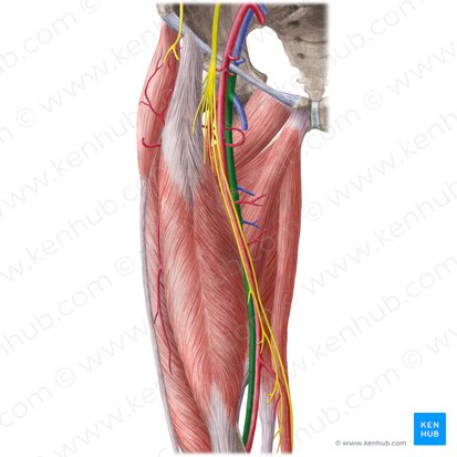 Veia femoral (Vena femoralis); Imagem: Liene Znotina