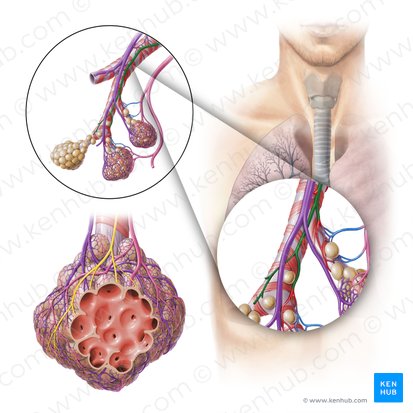 Arteria bronchialis (Bronchialarterie); Bild: Paul Kim