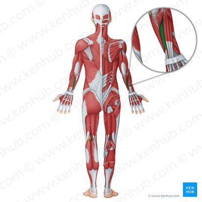 Extensor digiti minimi muscle (Musculus extensor digiti minimi); Image: Irina Münstermann