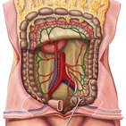 Marginal artery of Drummond