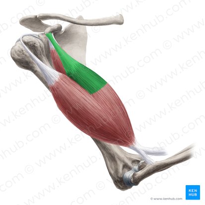 Cabeça curta do músculo bíceps braquial (Caput breve musculi bicipitis brachii); Imagem: Yousun Koh