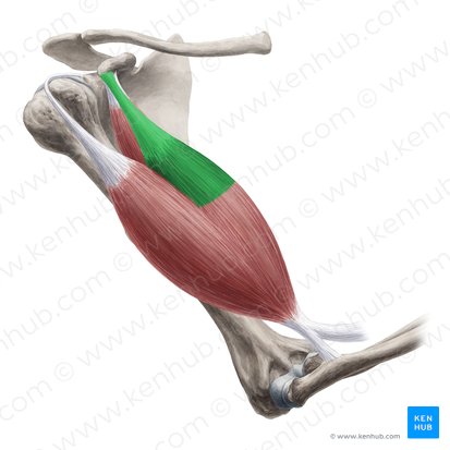 Cabeza corta del músculo bíceps braquial (Caput breve musculi bicipitis brachii); Imagen: Yousun Koh