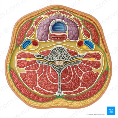 Lamina superficialis fasciae cervicalis profundae (Oberflächliches Blatt der tiefen Halsfaszie); Bild: Irina Münstermann