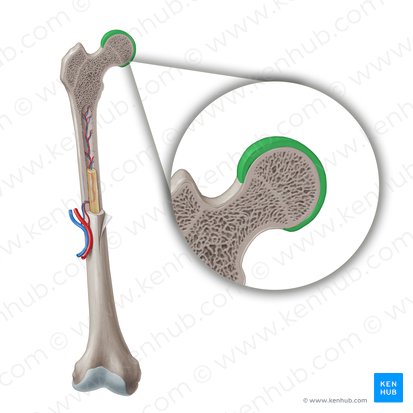 Cartilage articulaire (Cartilago articularis); Image : Paul Kim