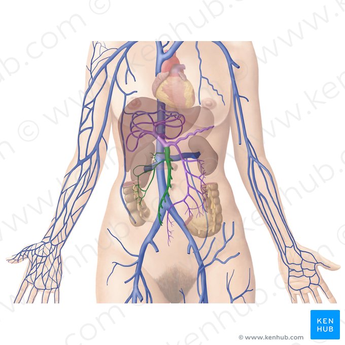 Superior mesenteric vein (Vena mesenterica superior); Image: Begoña Rodriguez