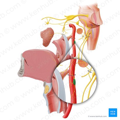 Superior cervical ganglion (Ganglion cervicale superius); Image: Paul Kim